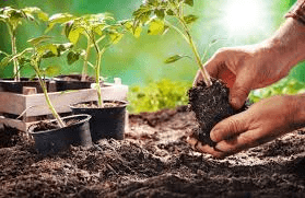 Gardening