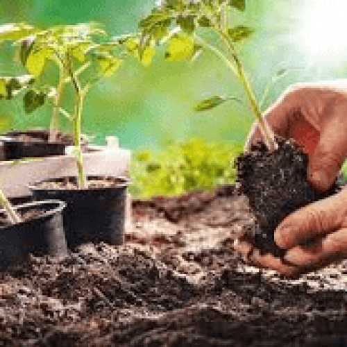 Gardening